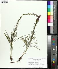 Liatris microcephala image