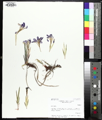 Iris verna image