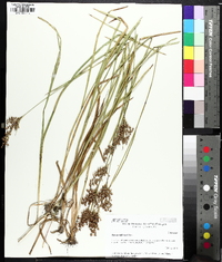 Juncus biflorus image