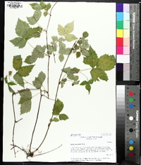 Rubus flagellaris image