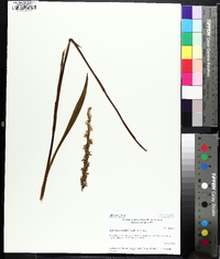 Spiranthes vernalis image