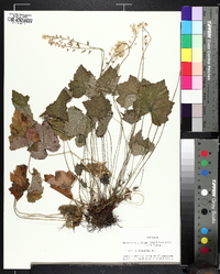 Tiarella wherryi image