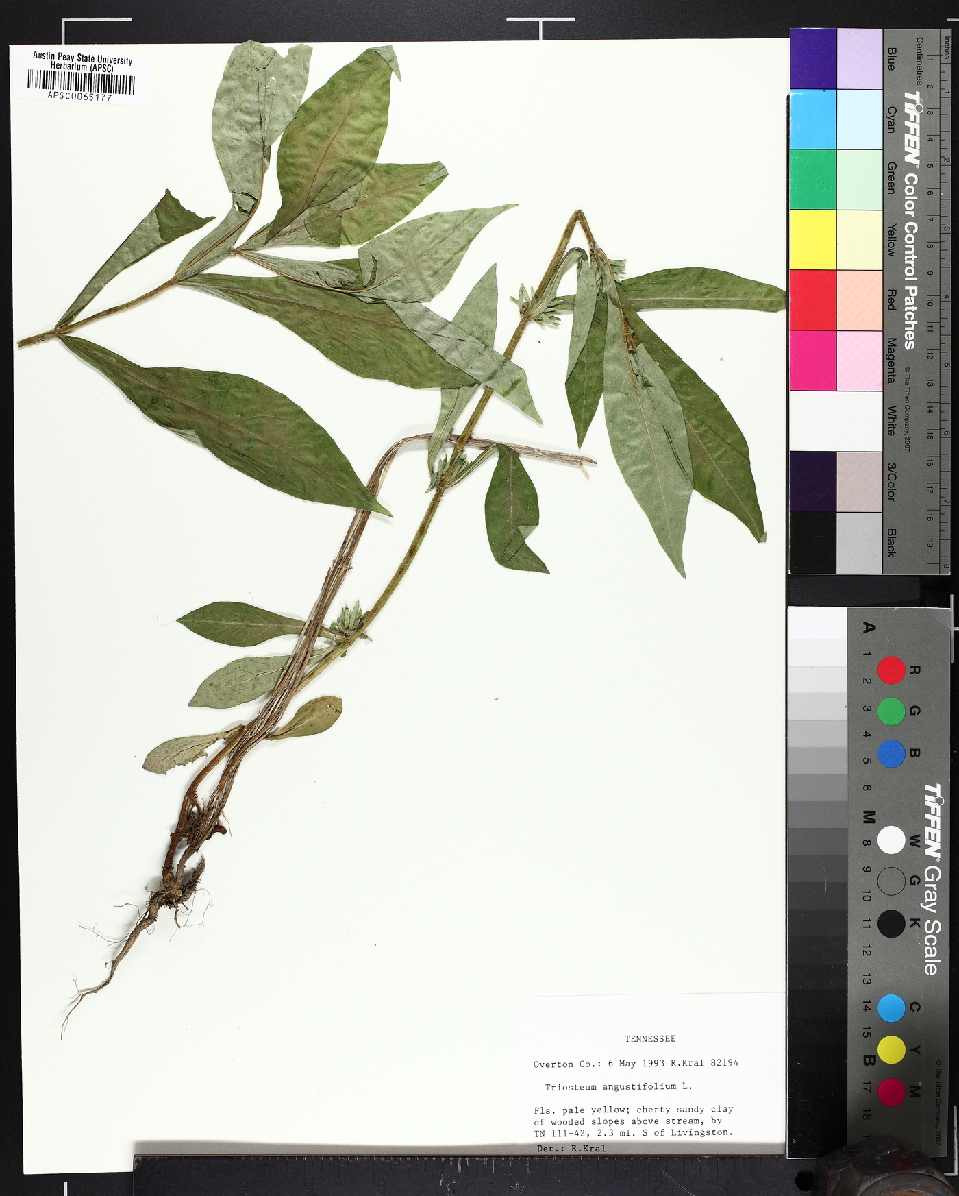Triosteum angustifolium image