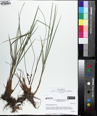 Carex vestita image