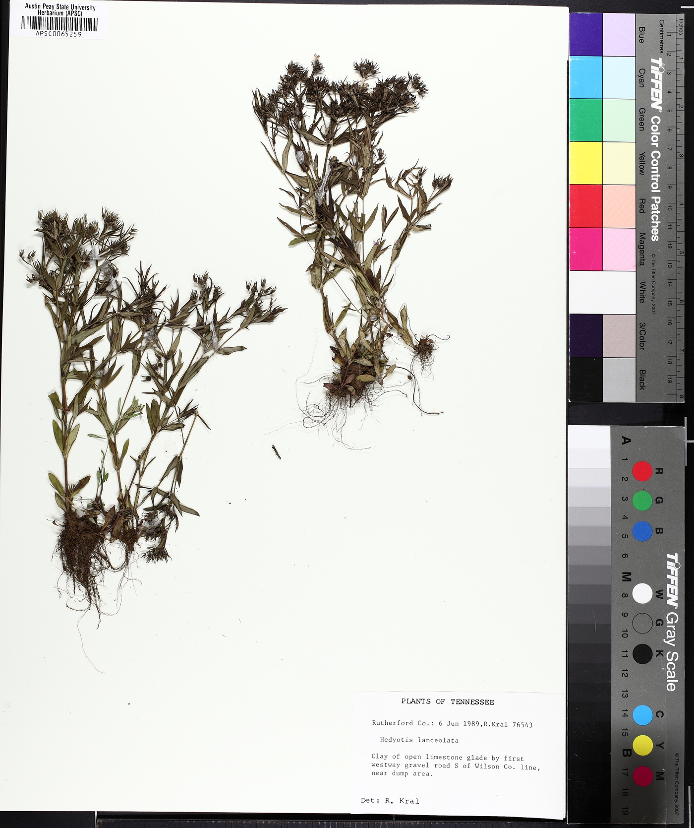 Houstonia lanceolata image