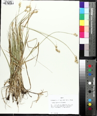 Carex tetrastachya image