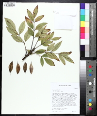 Fraxinus caroliniana image