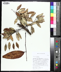 Fraxinus caroliniana image