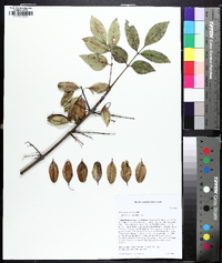 Fraxinus caroliniana image