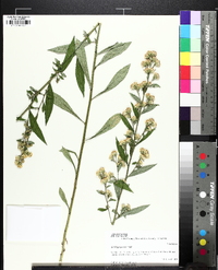 Solidago porteri image