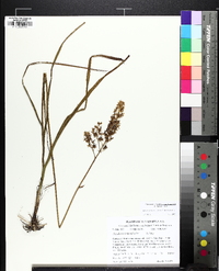 Stenanthium densum image