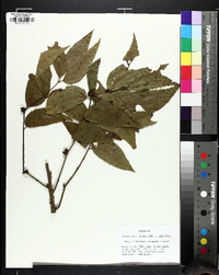 Carya illinoinensis image