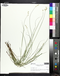 Carex longii image