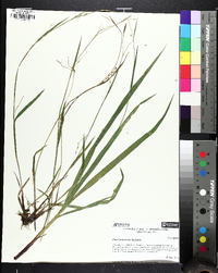 Carex purpurifera image