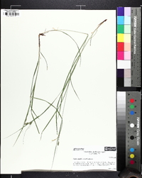 Carex swanii image