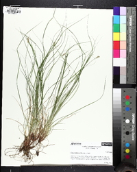 Carex emmonsii image