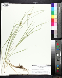 Carex molestiformis image