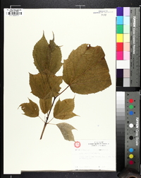 Acer pensylvanicum image