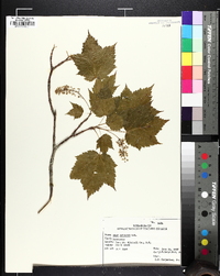 Acer spicatum image