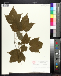 Acer spicatum image