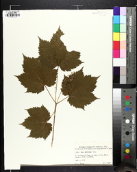 Acer spicatum image