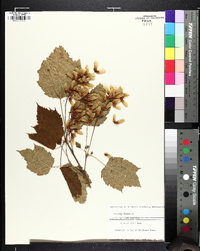 Acer spicatum image