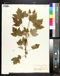 Acer glabrum image