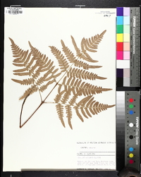 Pteridium aquilinum subsp. latiusculum image