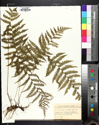 Coryphopteris simulata image