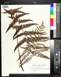 Dryopteris ludoviciana image