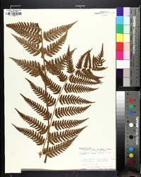 Dryopteris celsa image