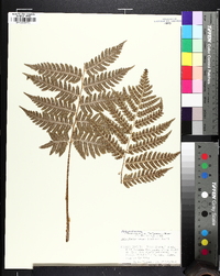 Dryopteris celsa image