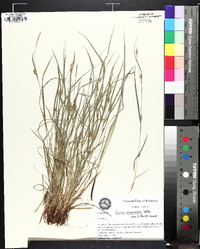 Carex oligocarpa image