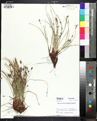 Carex nigromarginata image