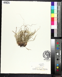 Carex umbellata image