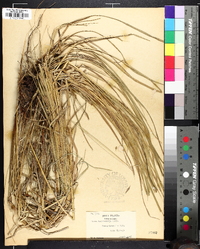 Carex trisperma image