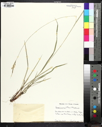 Carex virescens image