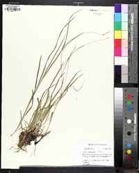 Carex styloflexa image