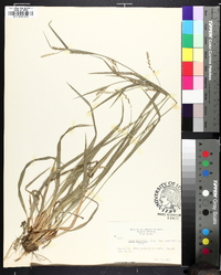 Carex striatula image