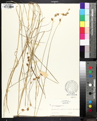 Carex straminea image