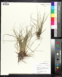 Carex willdenowii image