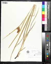 Carex typhina image