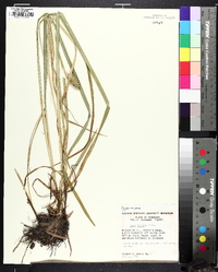 Carex typhina image