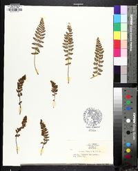 Woodsia ilvensis image