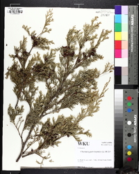 Chamaecyparis thyoides image