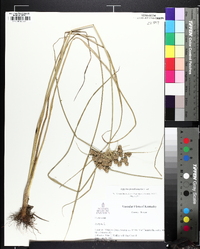 Cyperus pseudovegetus image