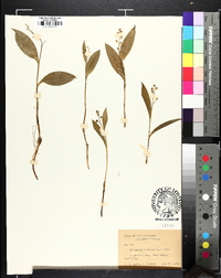 Maianthemum trifolium image