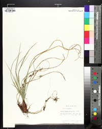 Carex nigromarginata image