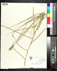 Carex muskingumensis image