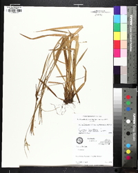 Carex leptonervia image